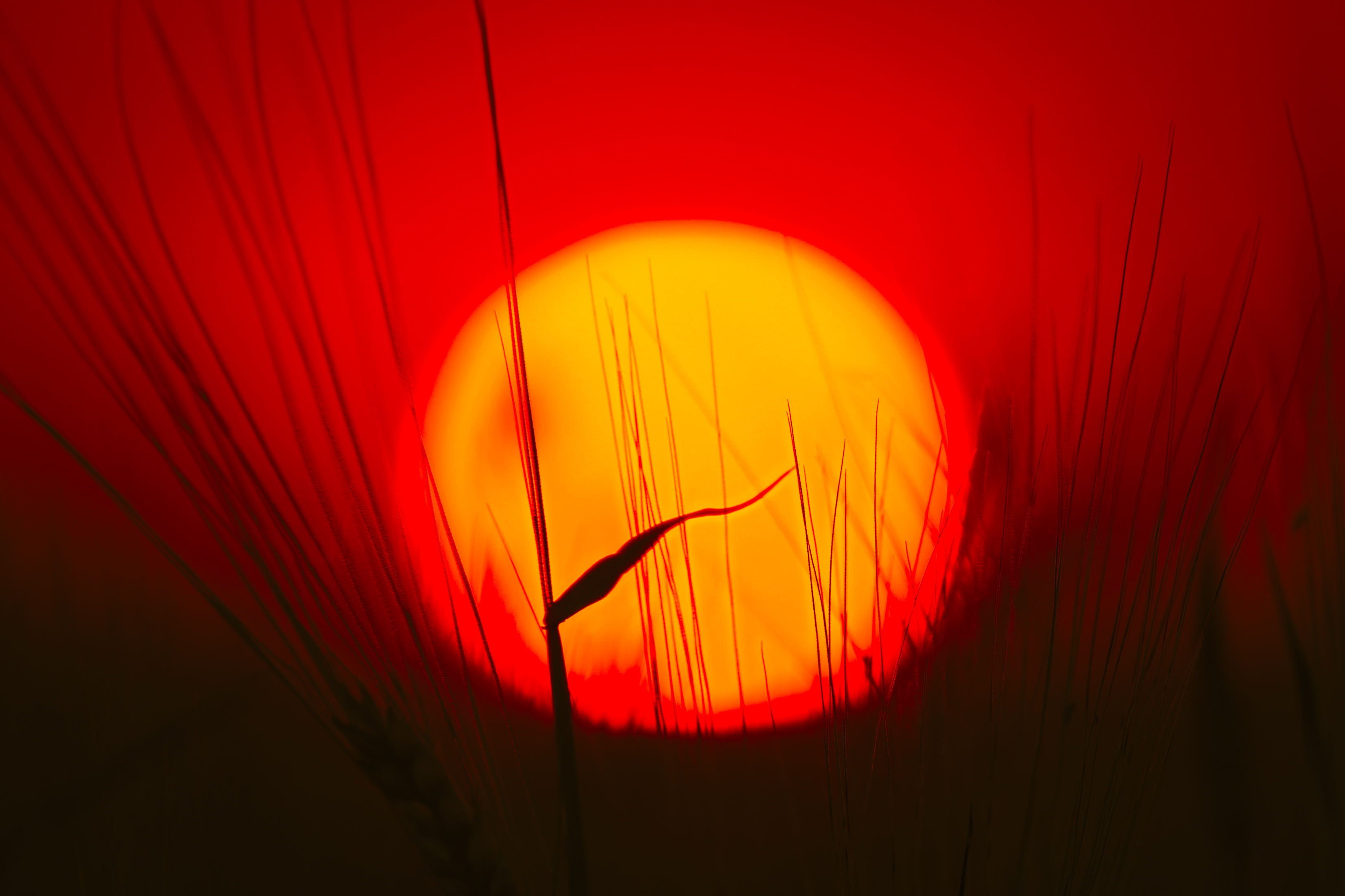 Blazing sun through native grass — renewable energy on Country