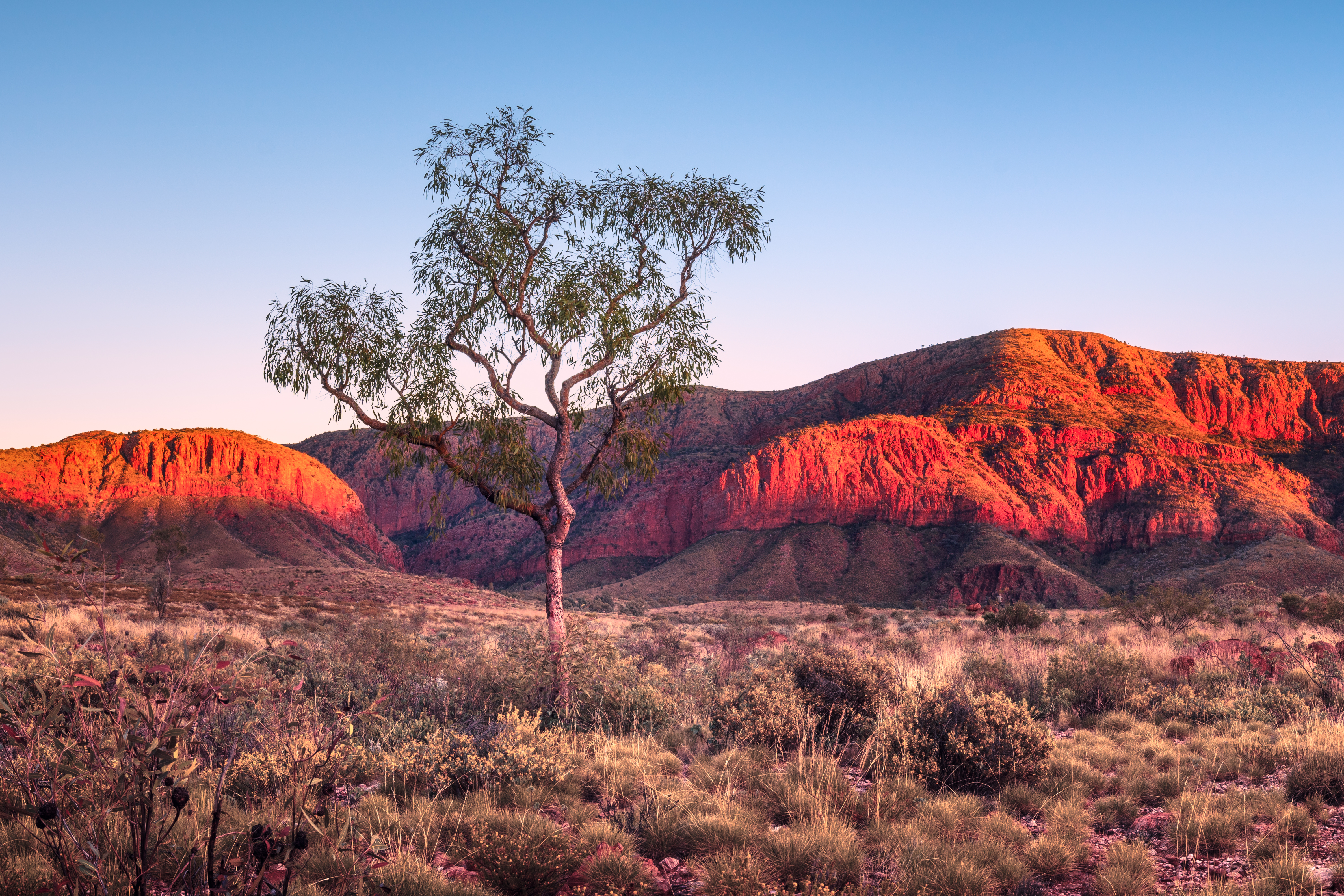 Ghost gum tree standing before the glowing red West MacDonnell Ranges at golden hour